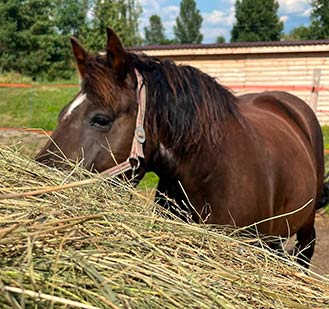 Feed a horse