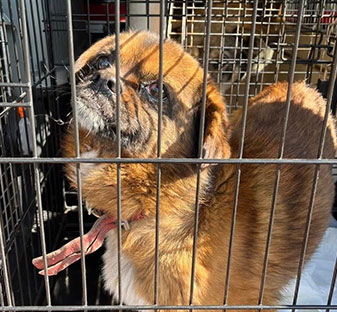 Temporary kennelling