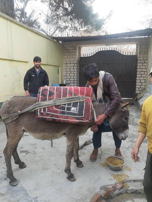 Nowzad - Afghanistan